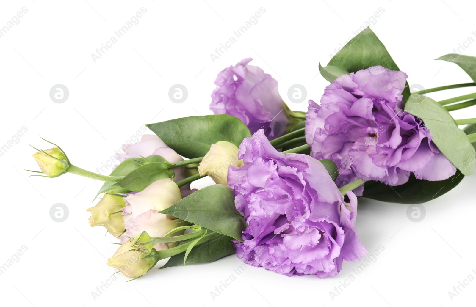 Photo of Beautiful violet eustoma flowers with green leaves isolated on white