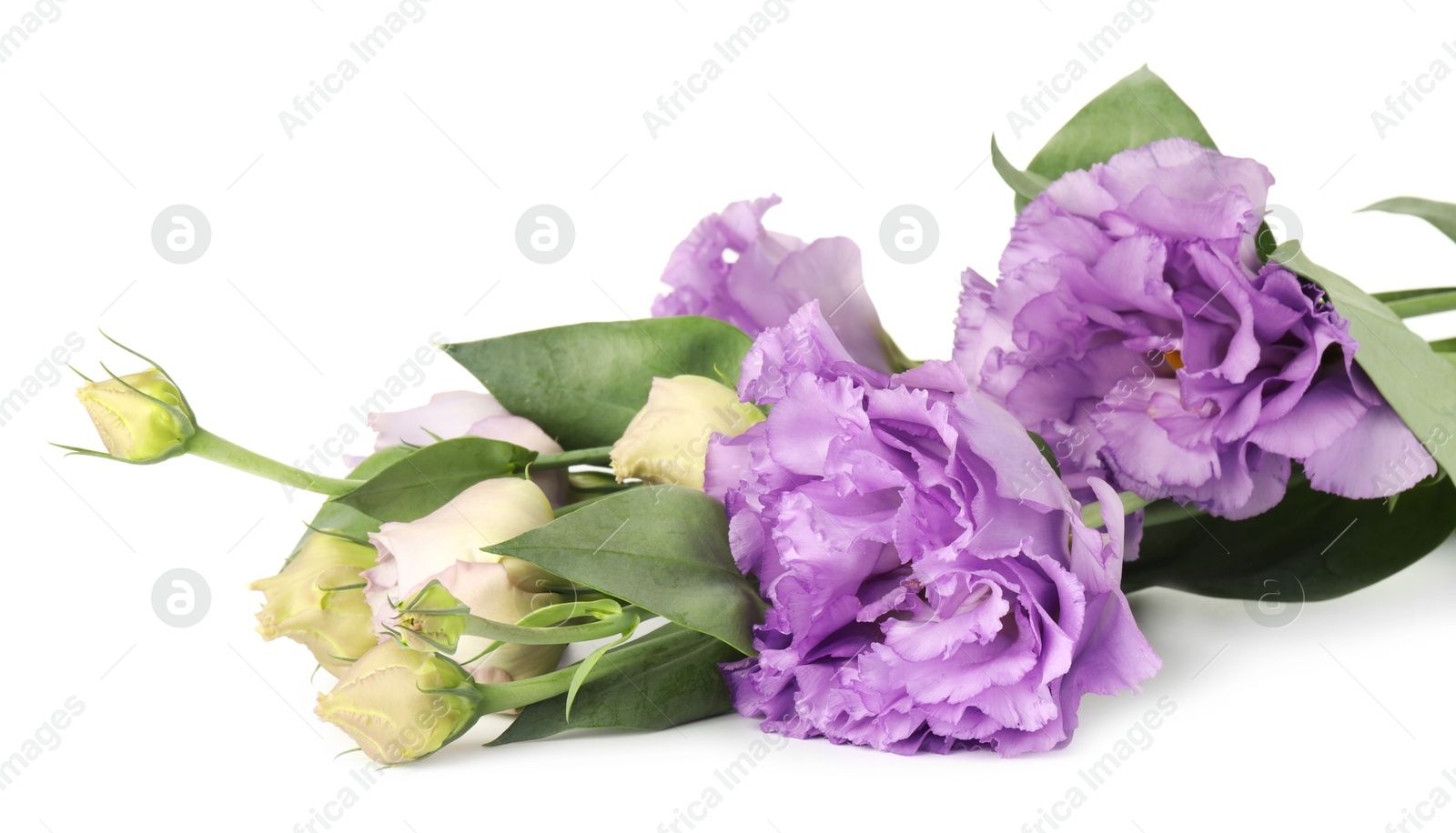 Photo of Beautiful violet eustoma flowers with green leaves isolated on white