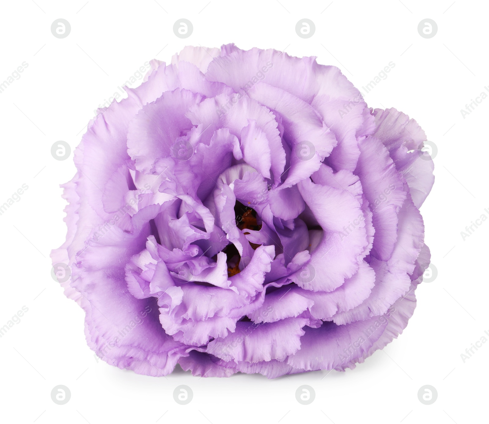 Photo of One beautiful violet eustoma flower isolated on white