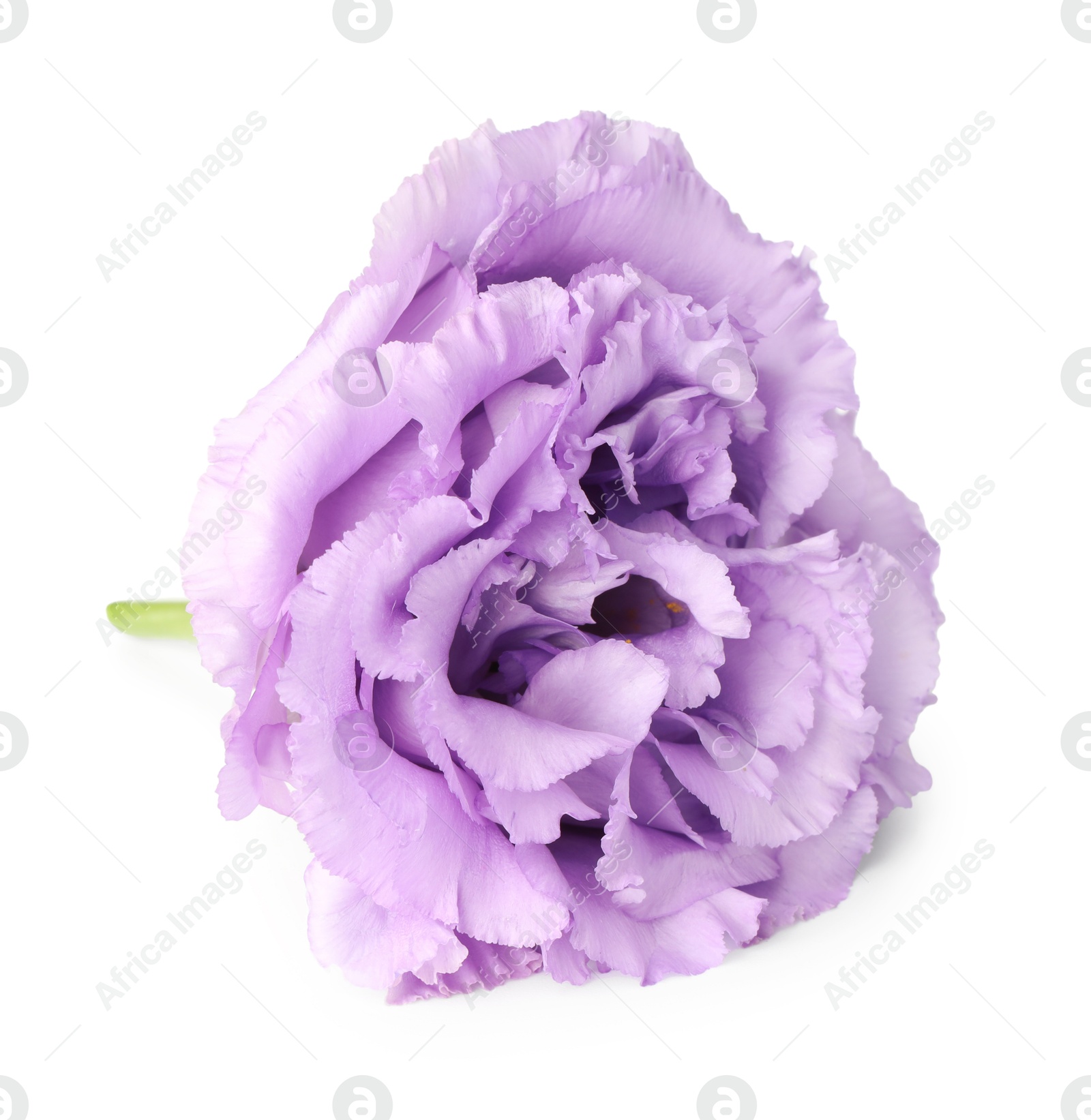 Photo of One beautiful violet eustoma flower isolated on white