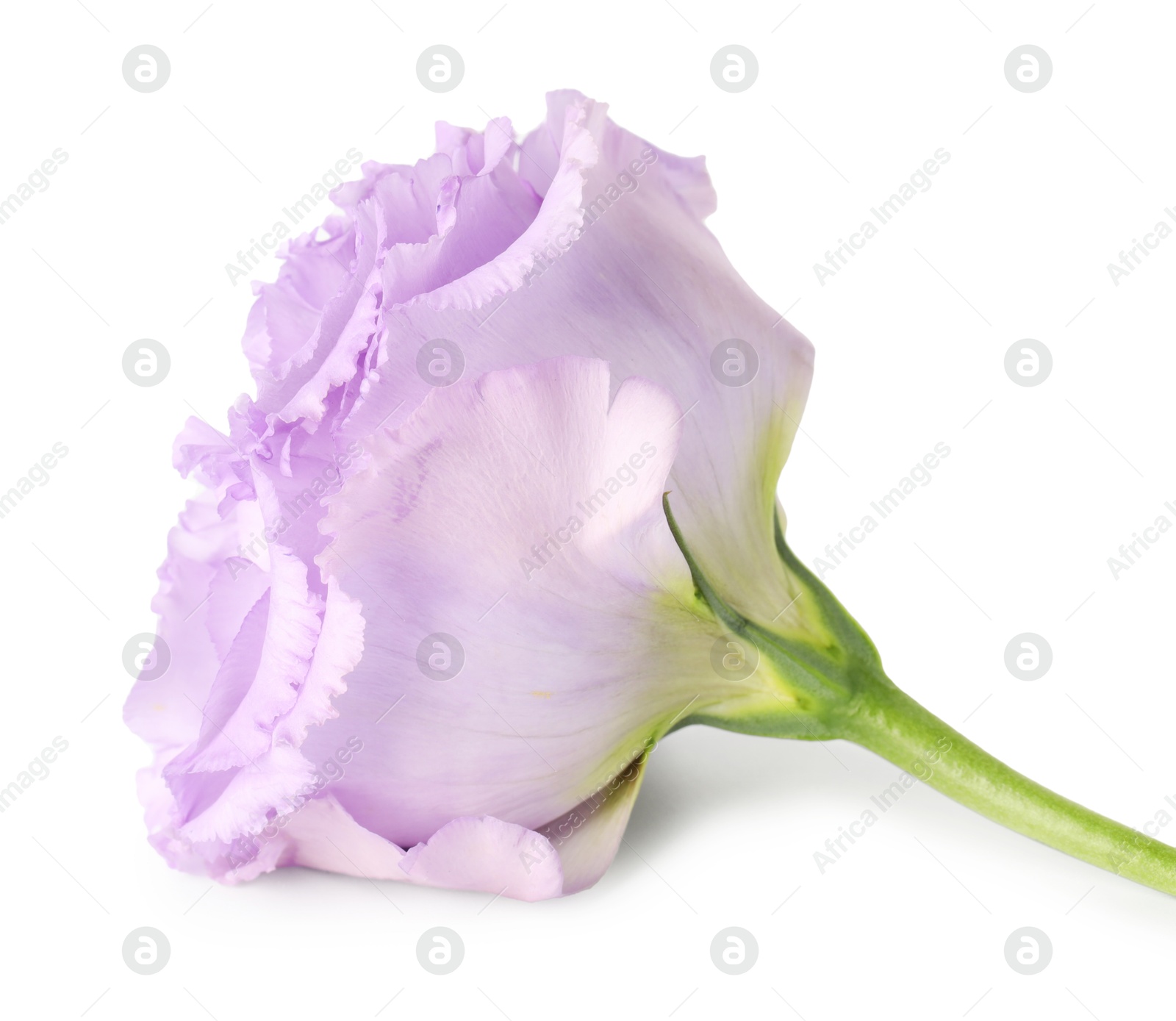 Photo of One beautiful violet eustoma flower isolated on white