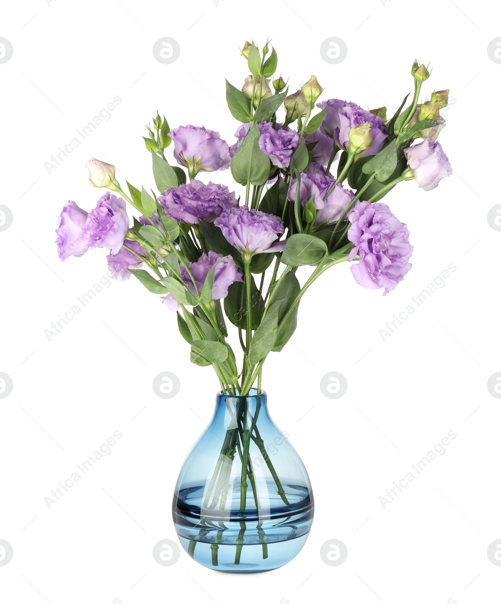 Photo of Vase with beautiful violet eustoma flowers isolated on white