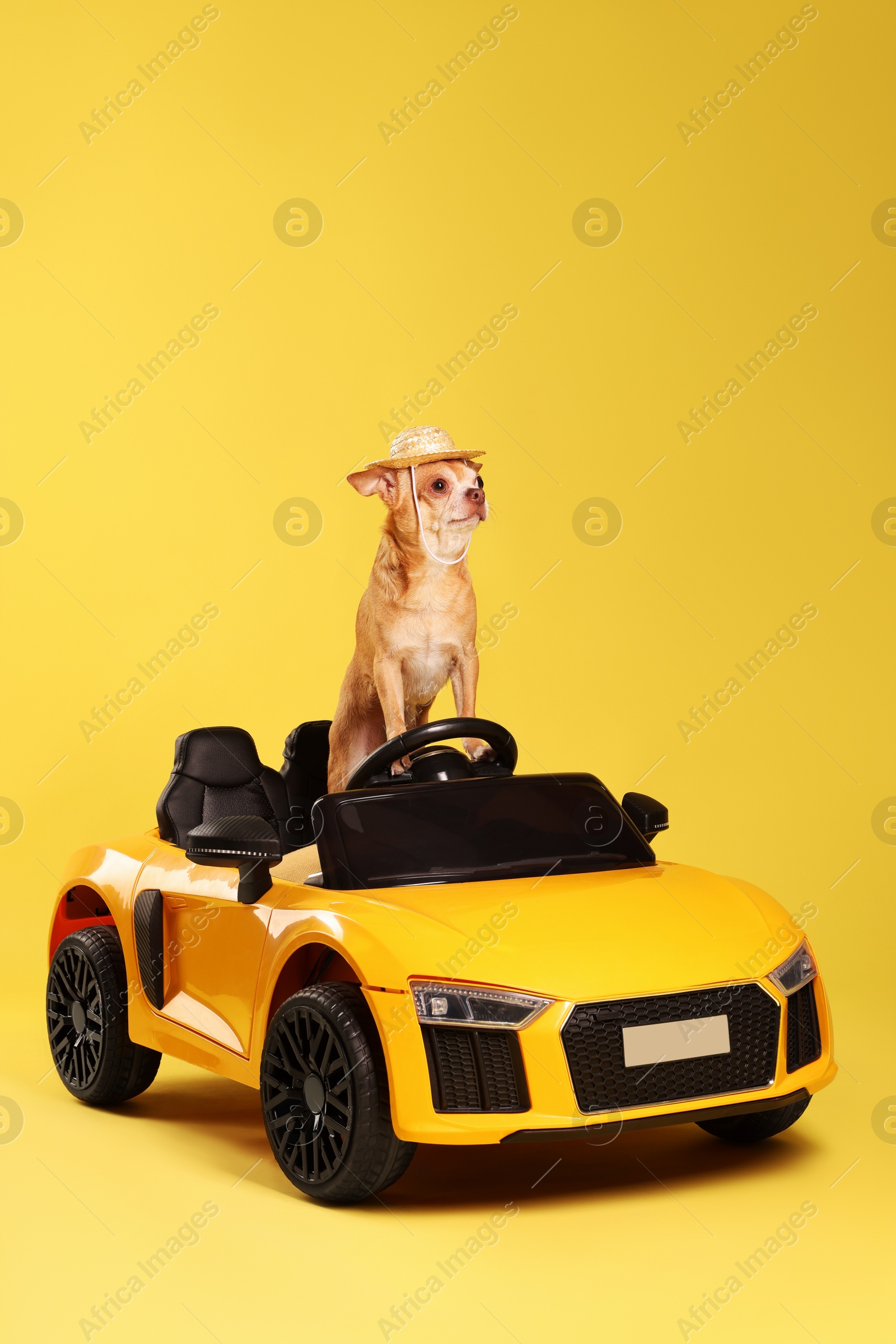 Photo of Cute Chihuahua with straw hat and toy car on golden background