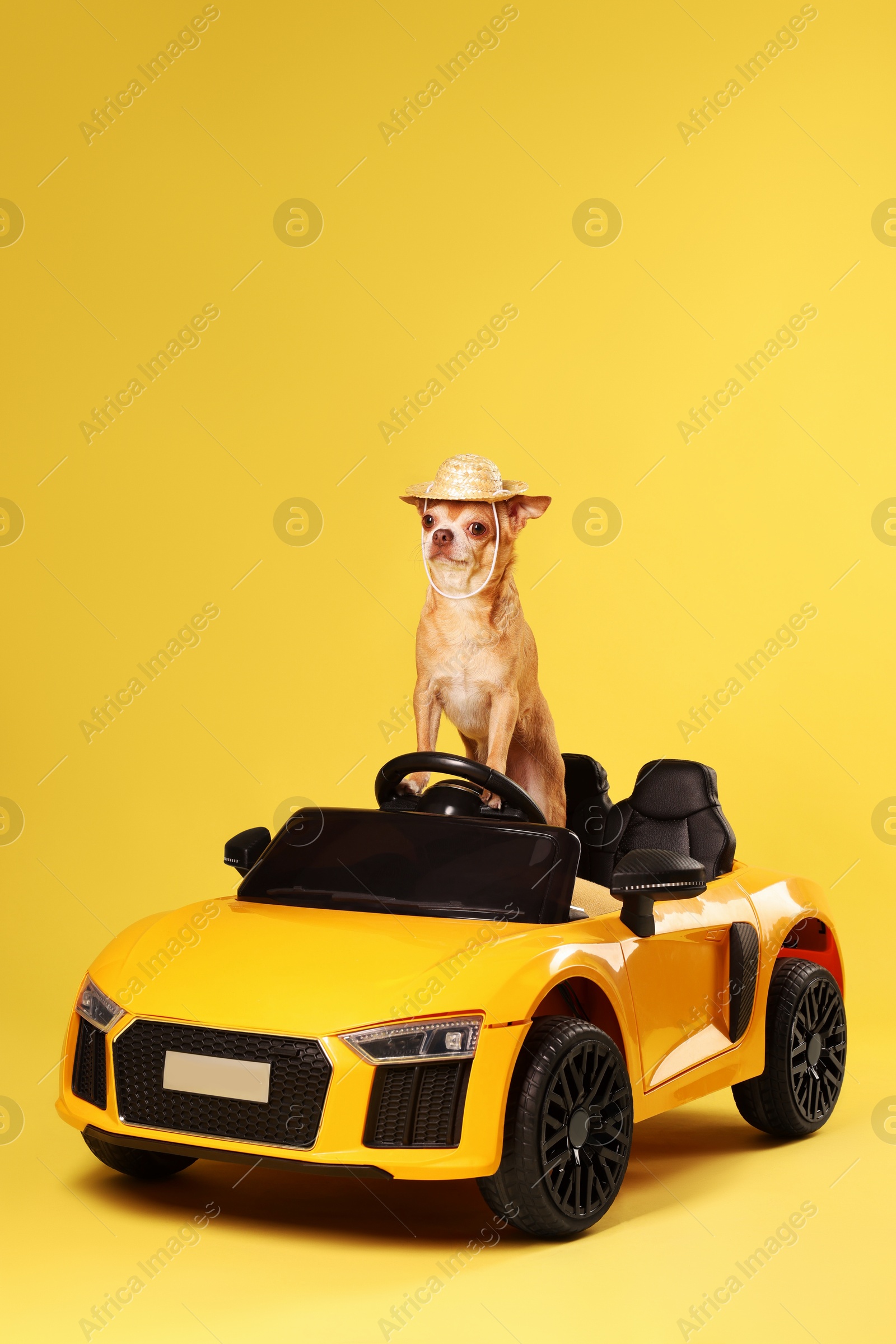 Photo of Cute Chihuahua with straw hat and toy car on golden background