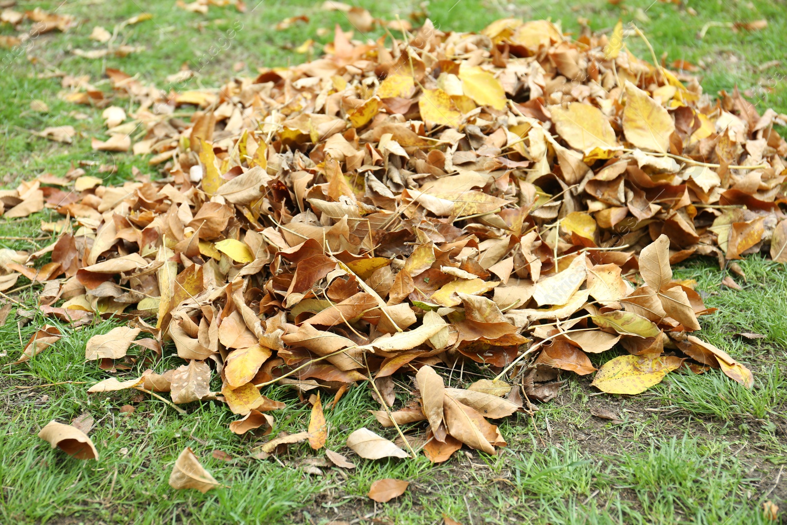 Photo of Pile of fallen autumn leaves on green grass