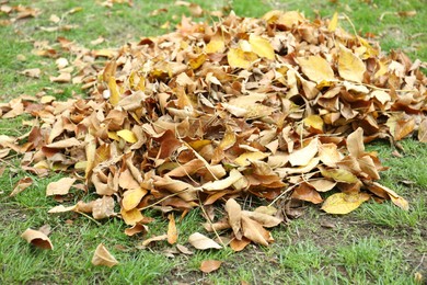 Pile of fallen autumn leaves on green grass