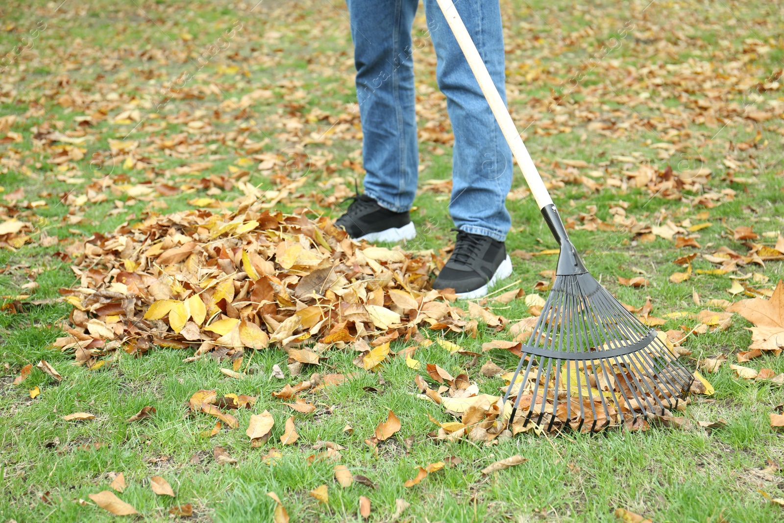 Photo of Man gathering fallen leaves with fan rake outdoors, closeup