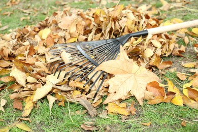 Photo of Fan rake and pile of fallen leaves on green grass