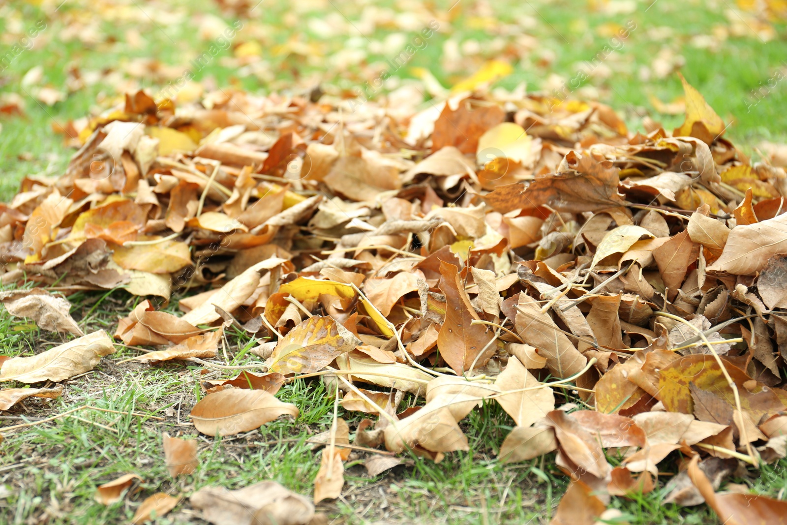 Photo of Pile of fallen autumn leaves on green grass