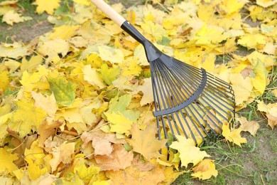 Photo of Gathering fallen leaves with fan rake outdoors