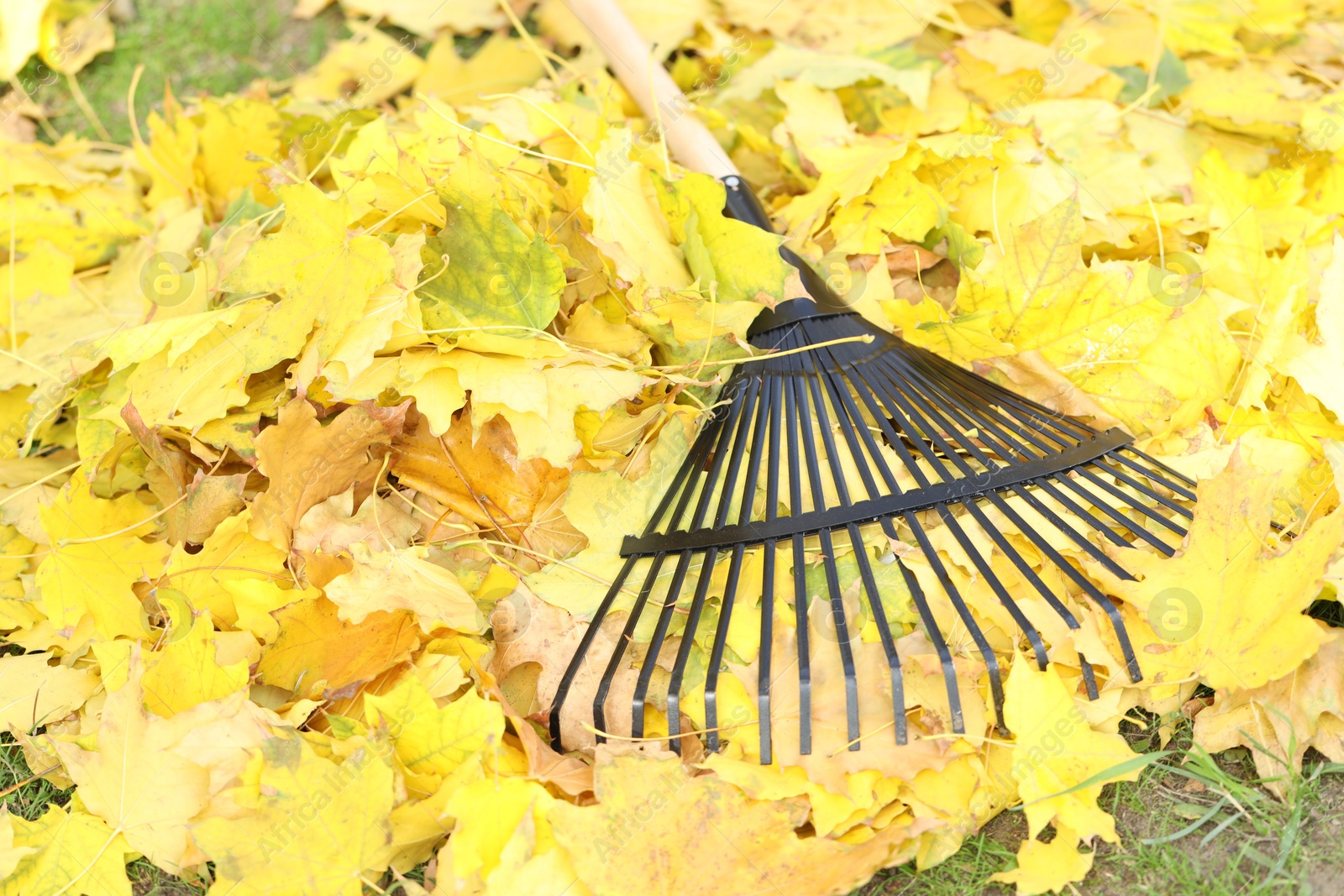 Photo of Fan rake and pile of fallen leaves on green grass