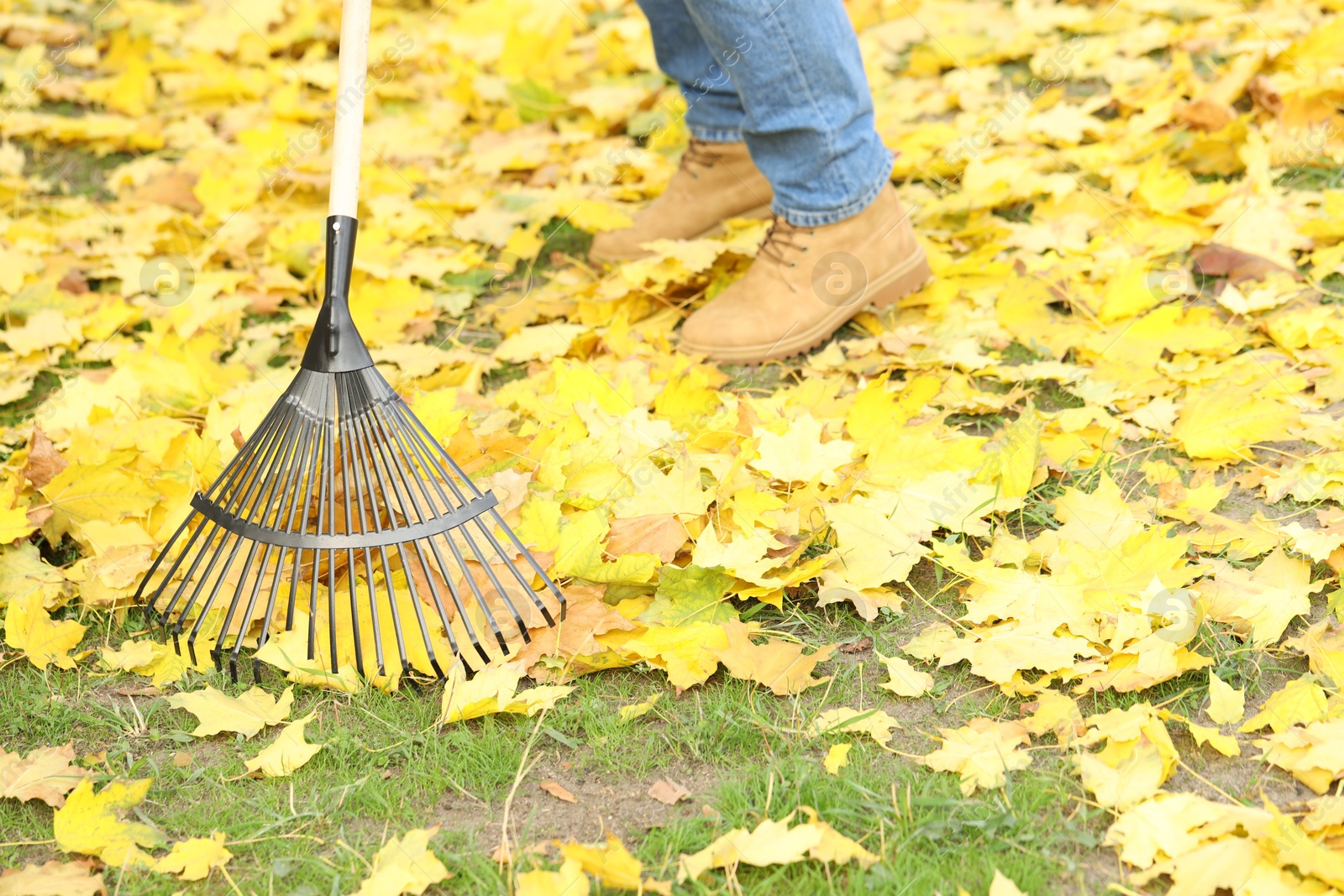 Photo of Man gathering fallen leaves with fan rake outdoors, closeup