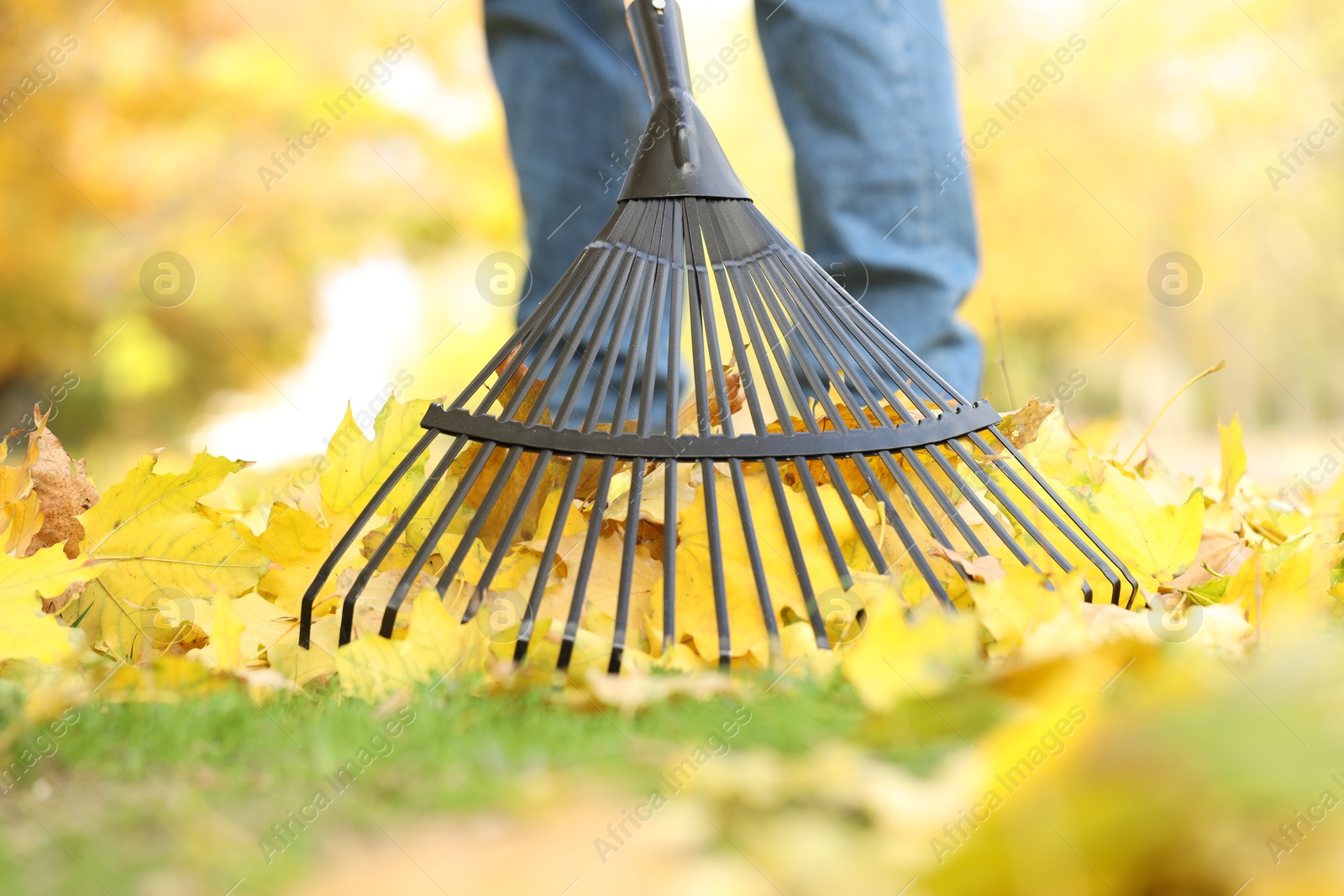 Photo of Man gathering fallen leaves with fan rake outdoors, closeup