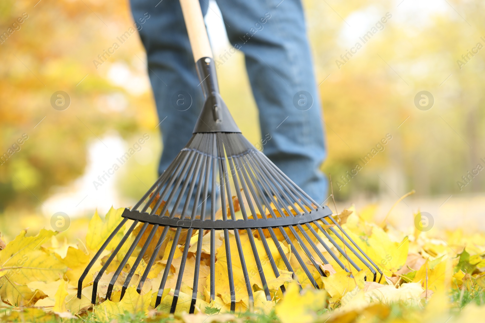 Photo of Man gathering fallen leaves with fan rake outdoors, closeup