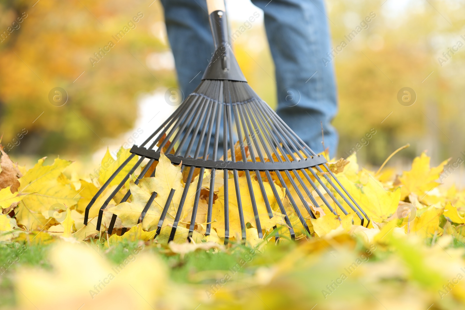 Photo of Man gathering fallen leaves with fan rake outdoors, closeup