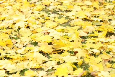 Photo of Many fallen autumn leaves on green grass