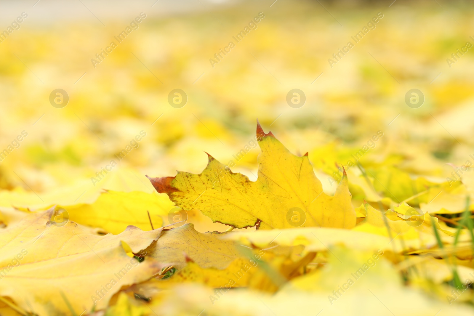 Photo of Many fallen autumn leaves on land outdoors, closeup. Space for text