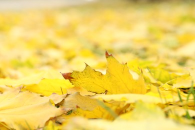 Many fallen autumn leaves on land outdoors, closeup. Space for text