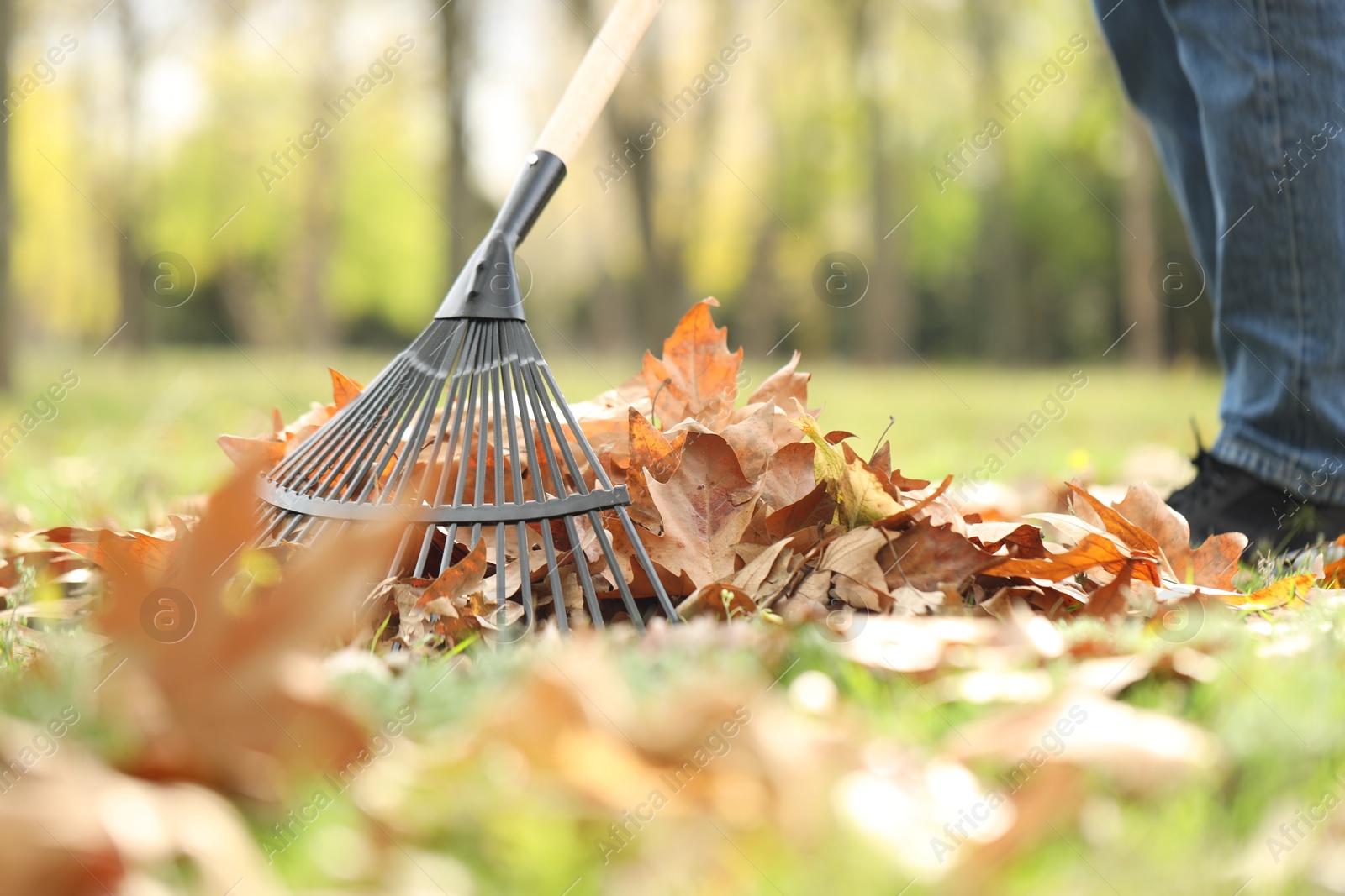 Photo of Man gathering fallen leaves with fan rake outdoors, closeup