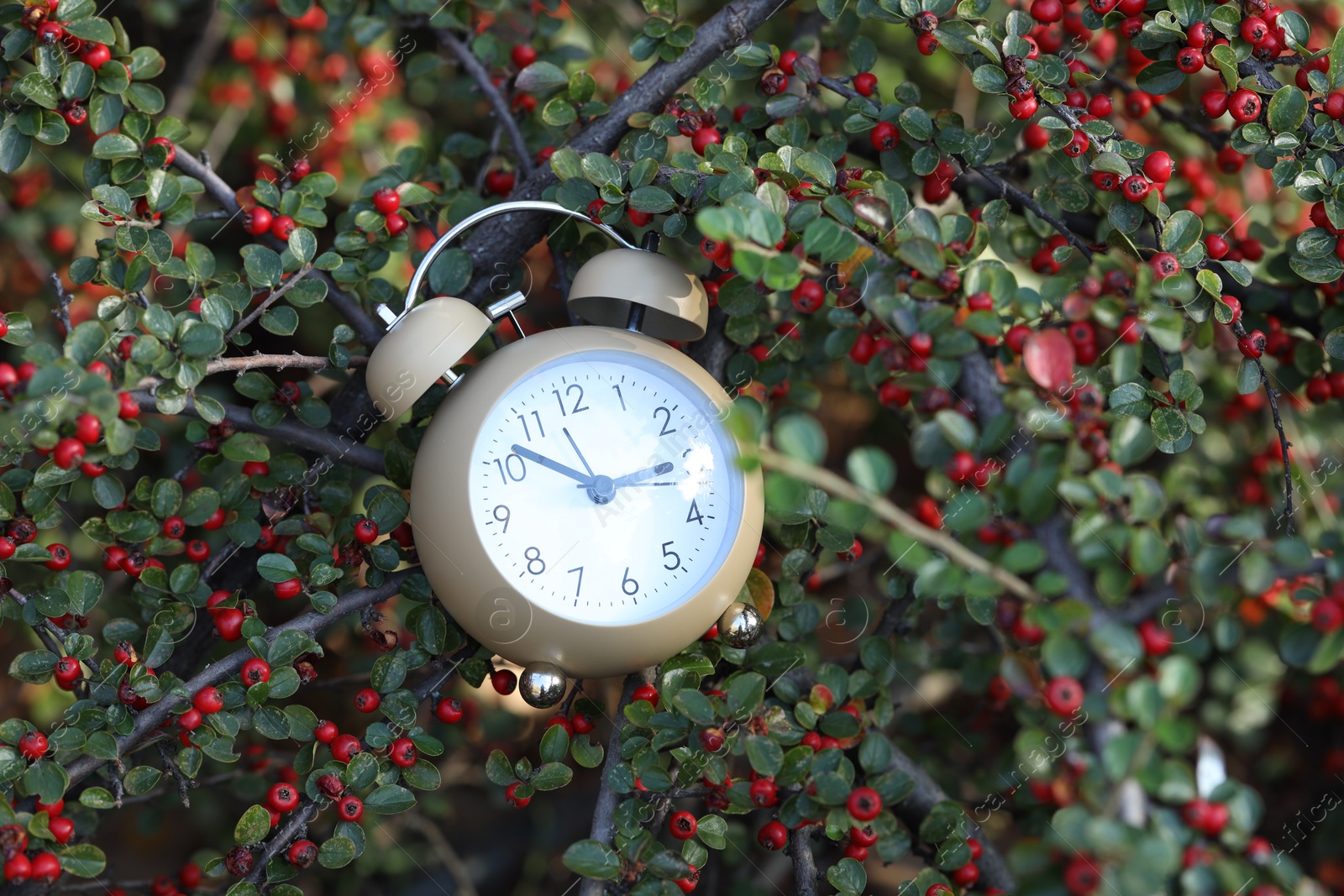 Photo of Autumn time. Alarm clock on rowan tree branches, closeup