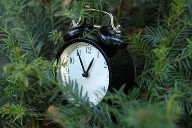 Autumn time. Alarm clock on beautiful branches, closeup