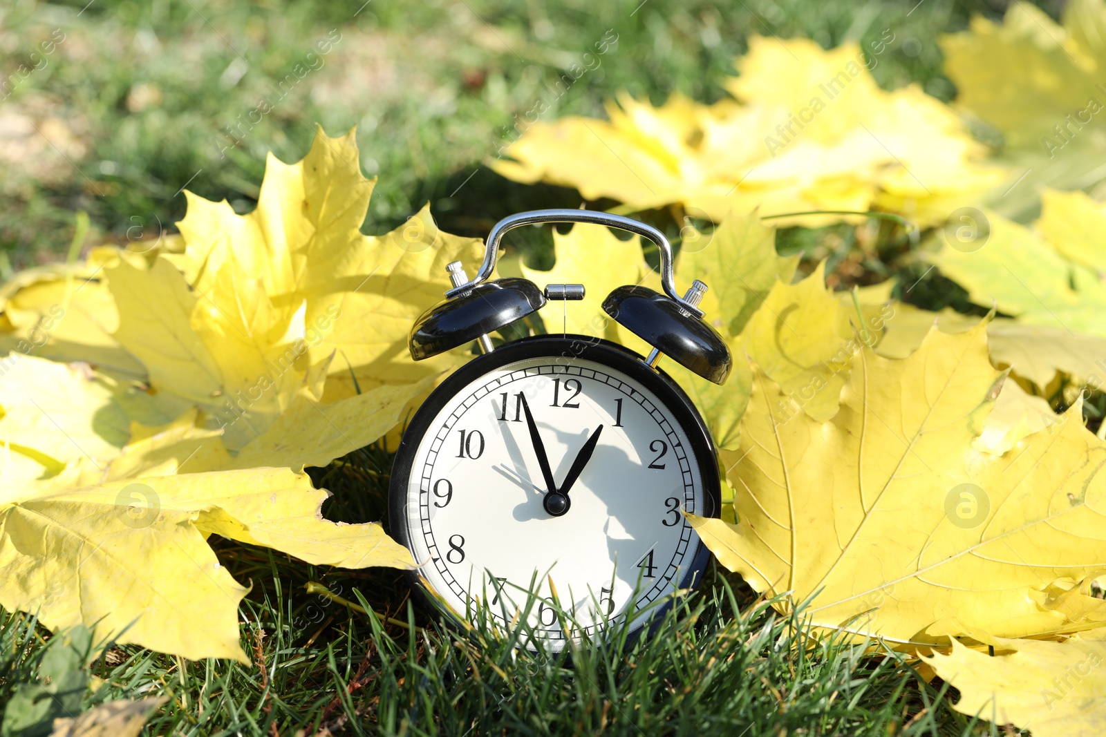 Photo of Autumn time. Alarm clock among fallen leaves on green grass, closeup