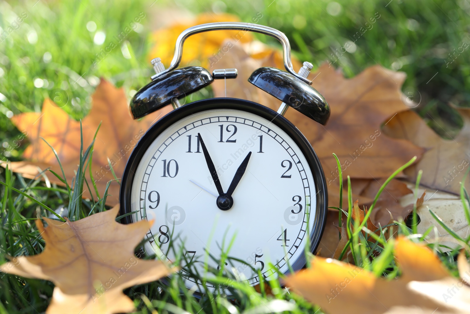 Photo of Autumn time. Alarm clock among fallen leaves on green grass on sunny day, closeup