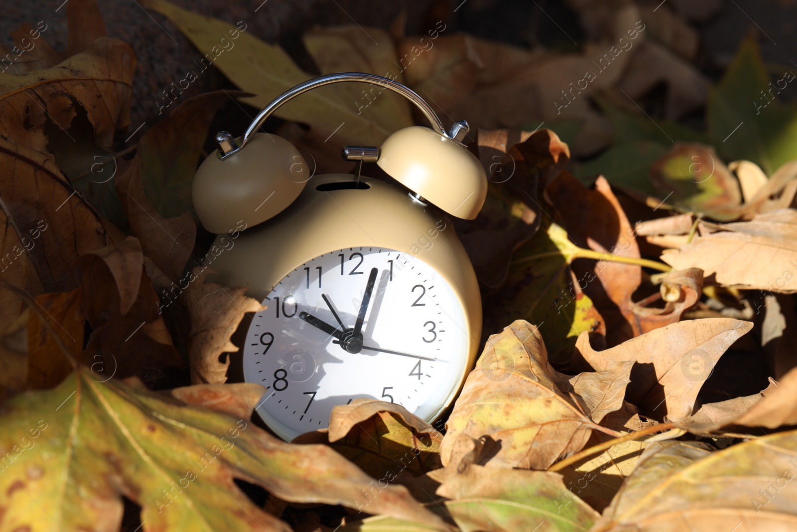 Photo of Autumn time. Alarm clock among fallen leaves on sunny day, closeup