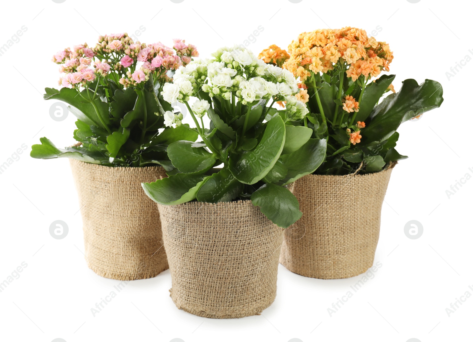 Photo of Beautiful kalanchoe flowers in pots isolated on white