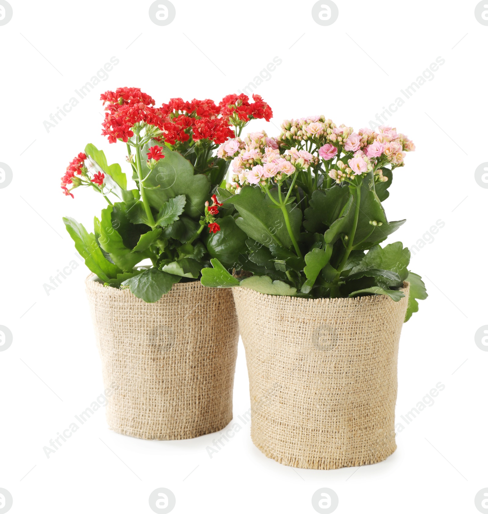 Photo of Beautiful kalanchoe flowers in pots isolated on white