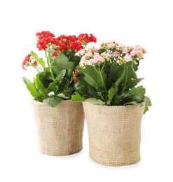 Photo of Beautiful kalanchoe flowers in pots isolated on white