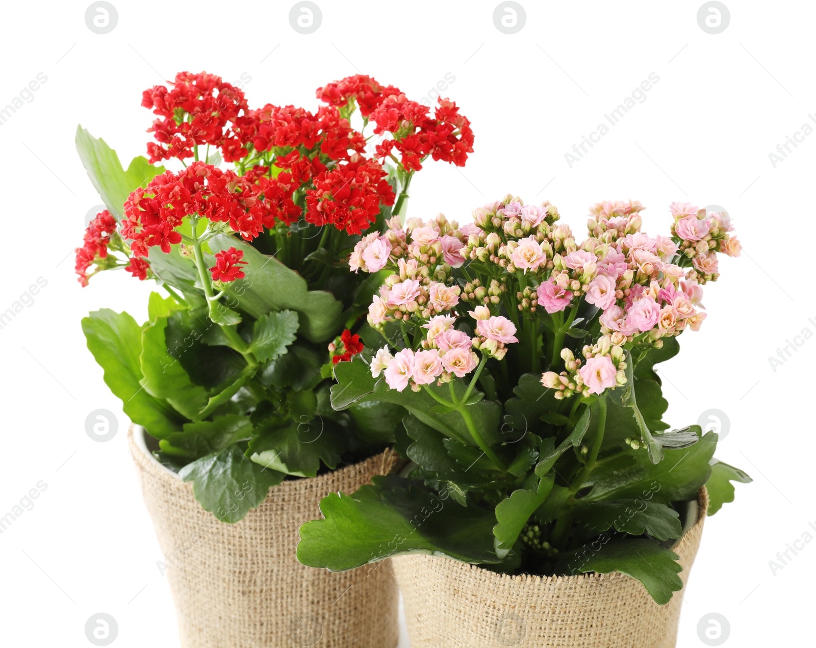 Photo of Beautiful kalanchoe flowers in pots isolated on white