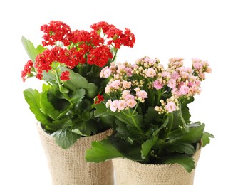 Photo of Beautiful kalanchoe flowers in pots isolated on white