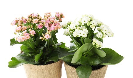 Photo of Beautiful kalanchoe flowers in pots isolated on white