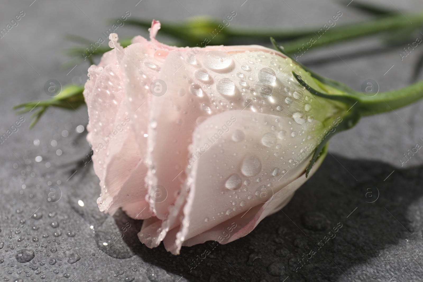 Photo of Beautiful rose flower with water drops on grey table, closeup