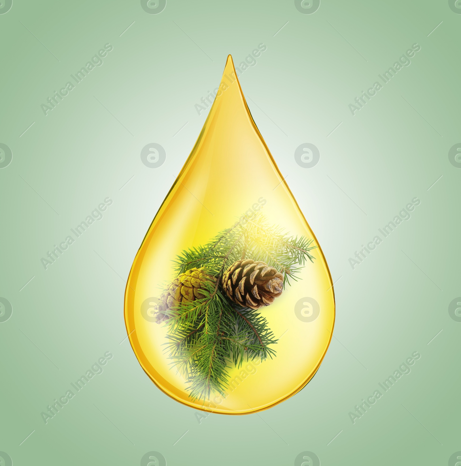 Image of Conifer essential oil drop with fir tree branch inside on pale green background