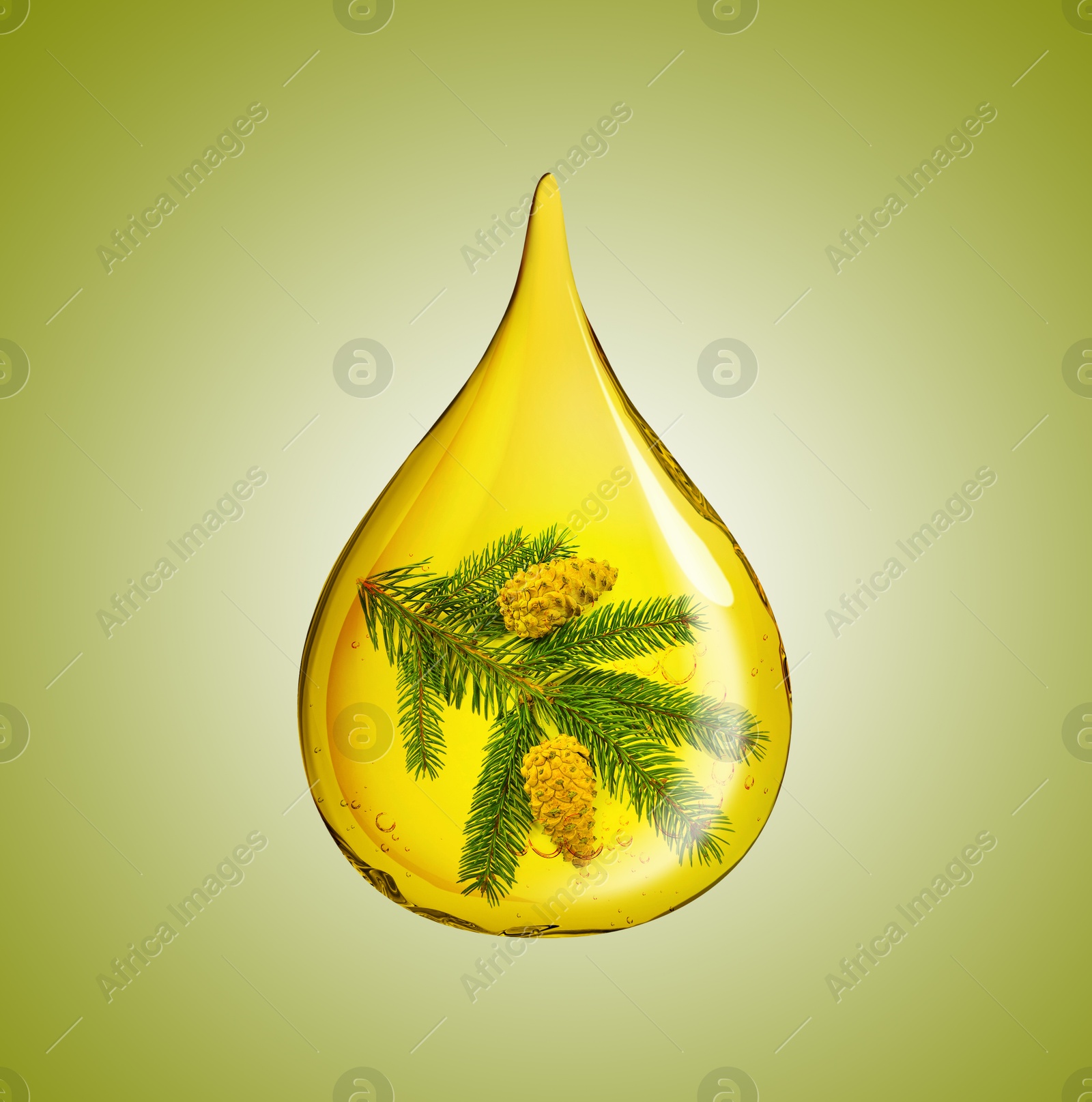 Image of Conifer essential oil drop with fir tree branch inside on olive color background