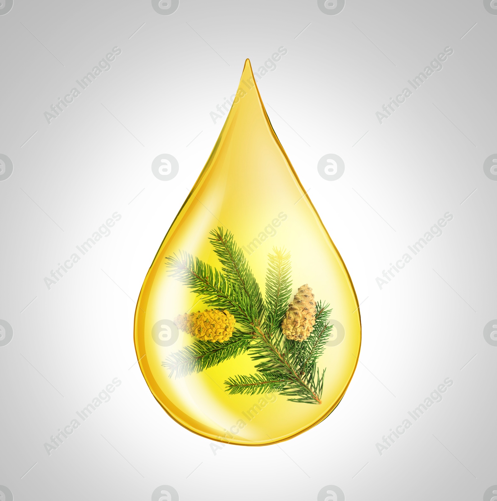 Image of Conifer essential oil drop with fir tree branch inside on light grey background