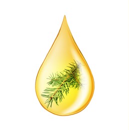 Image of Conifer essential oil drop with fir tree branch inside on white background