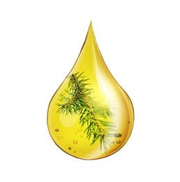 Image of Conifer essential oil drop with fir tree branch inside on white background