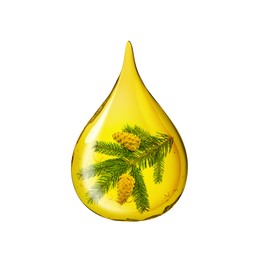 Image of Conifer essential oil drop with fir tree branch inside on white background