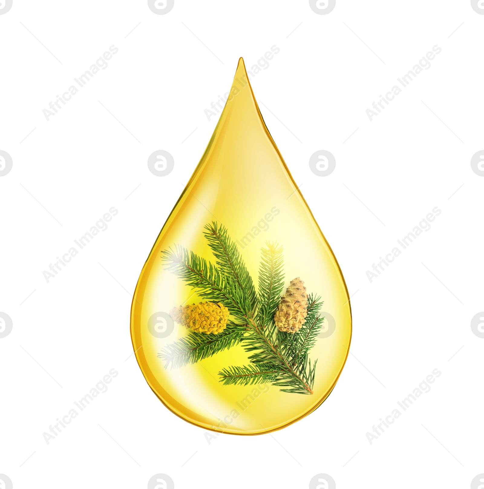 Image of Conifer essential oil drop with fir tree branch inside on white background