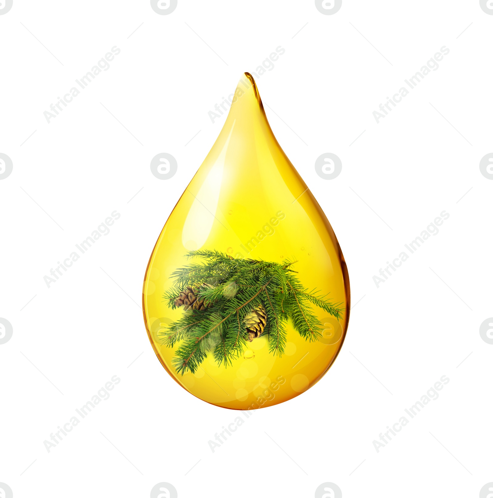 Image of Conifer essential oil drop with fir tree branch inside on white background