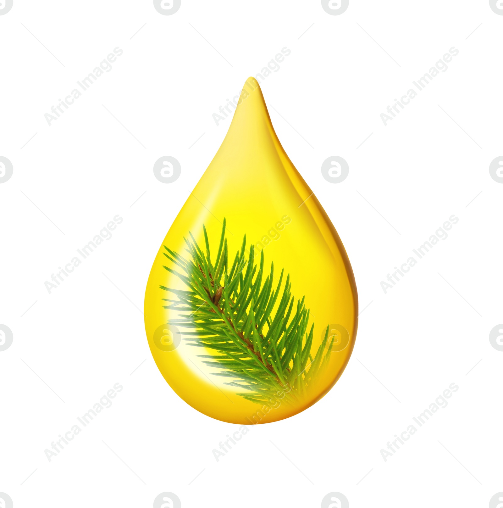 Image of Conifer essential oil drop with pine tree branch inside on white background