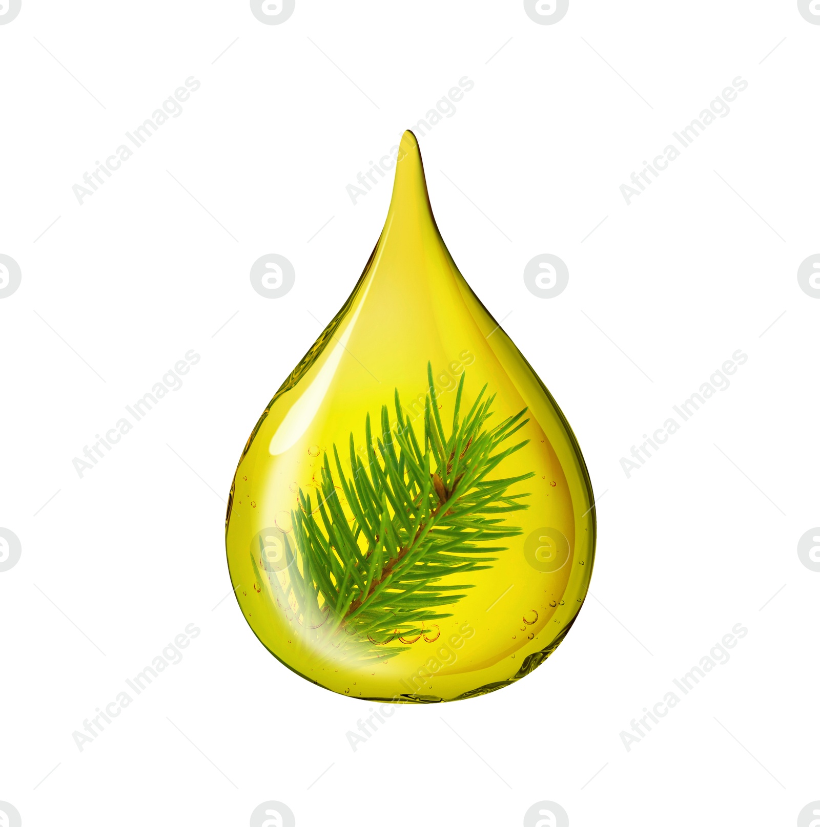 Image of Conifer essential oil drop with pine tree branch inside on white background