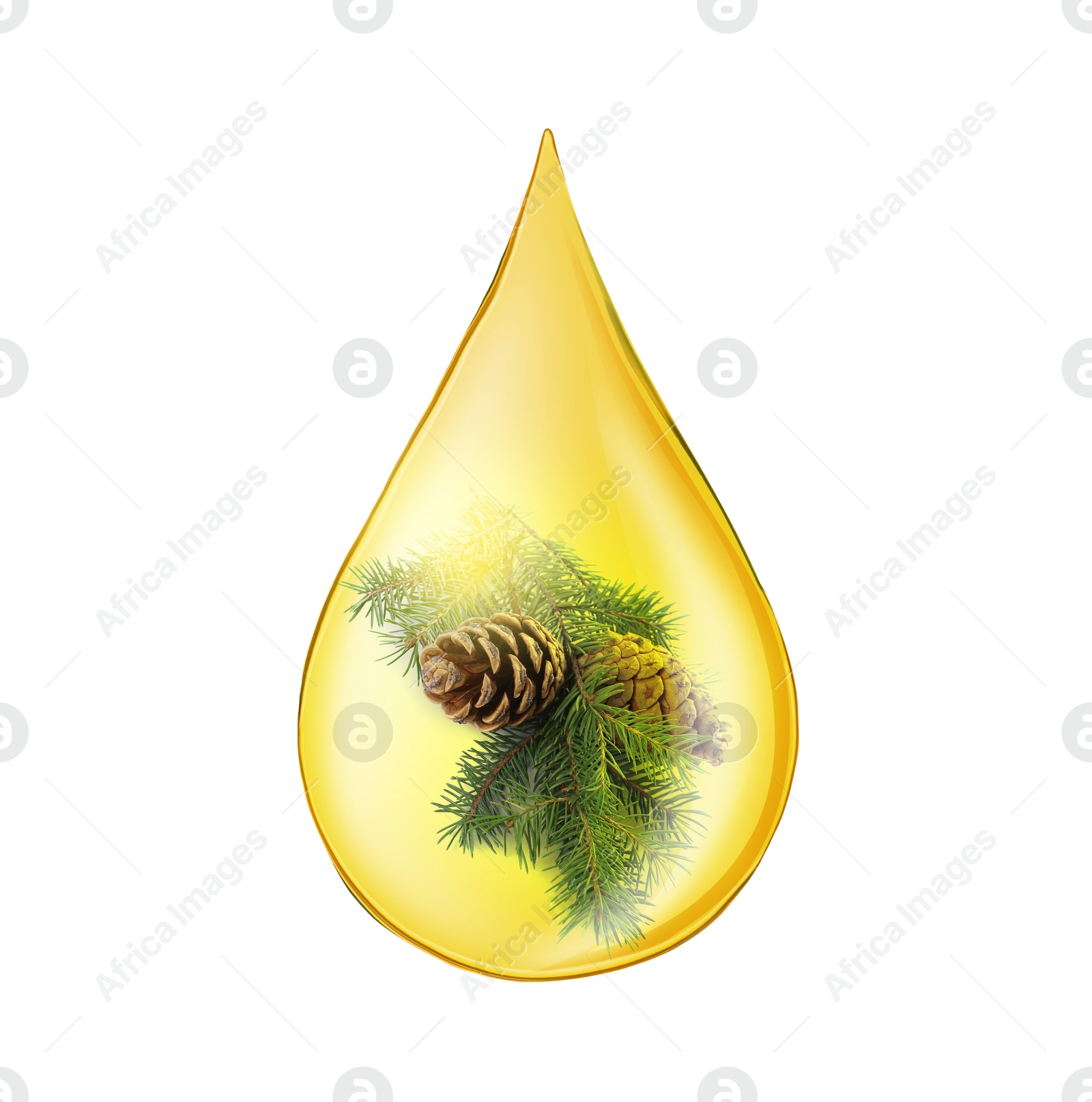 Image of Conifer essential oil drop with fir tree branch inside on white background