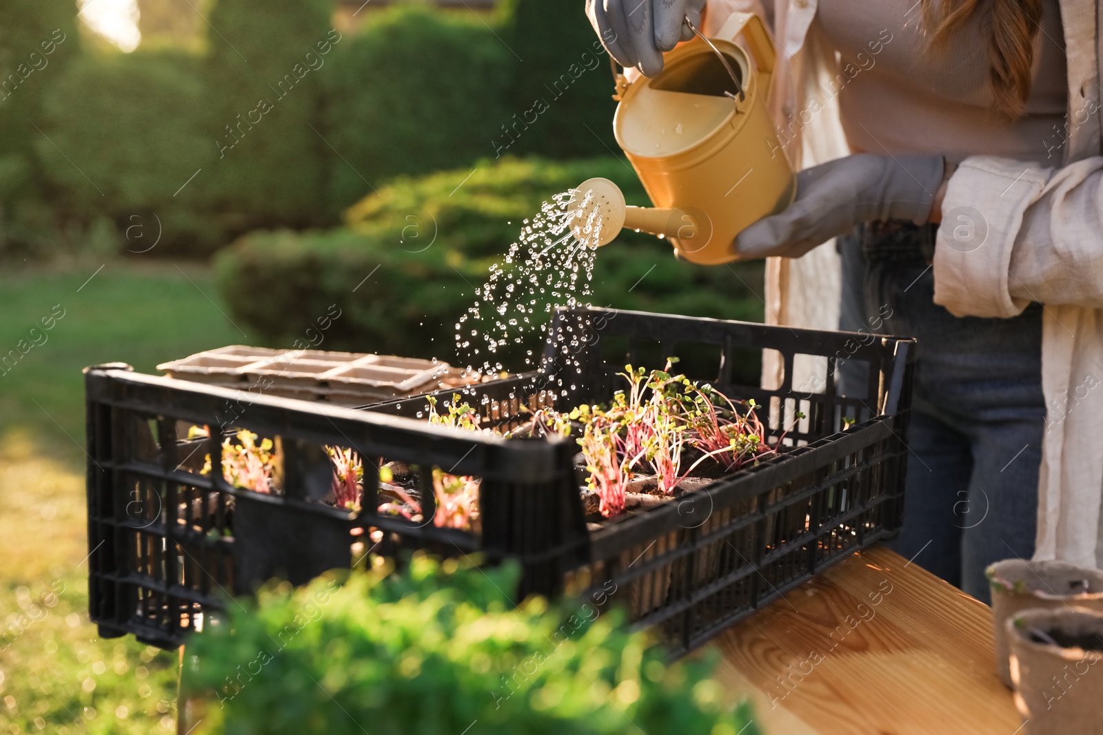 Photo of Woman watering potted seedlings with can at table outdoors, closeup