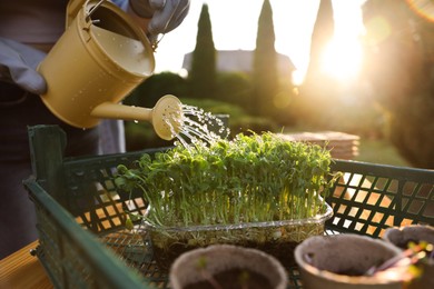 Photo of Woman watering young seedlings with can at table outdoors, closeup