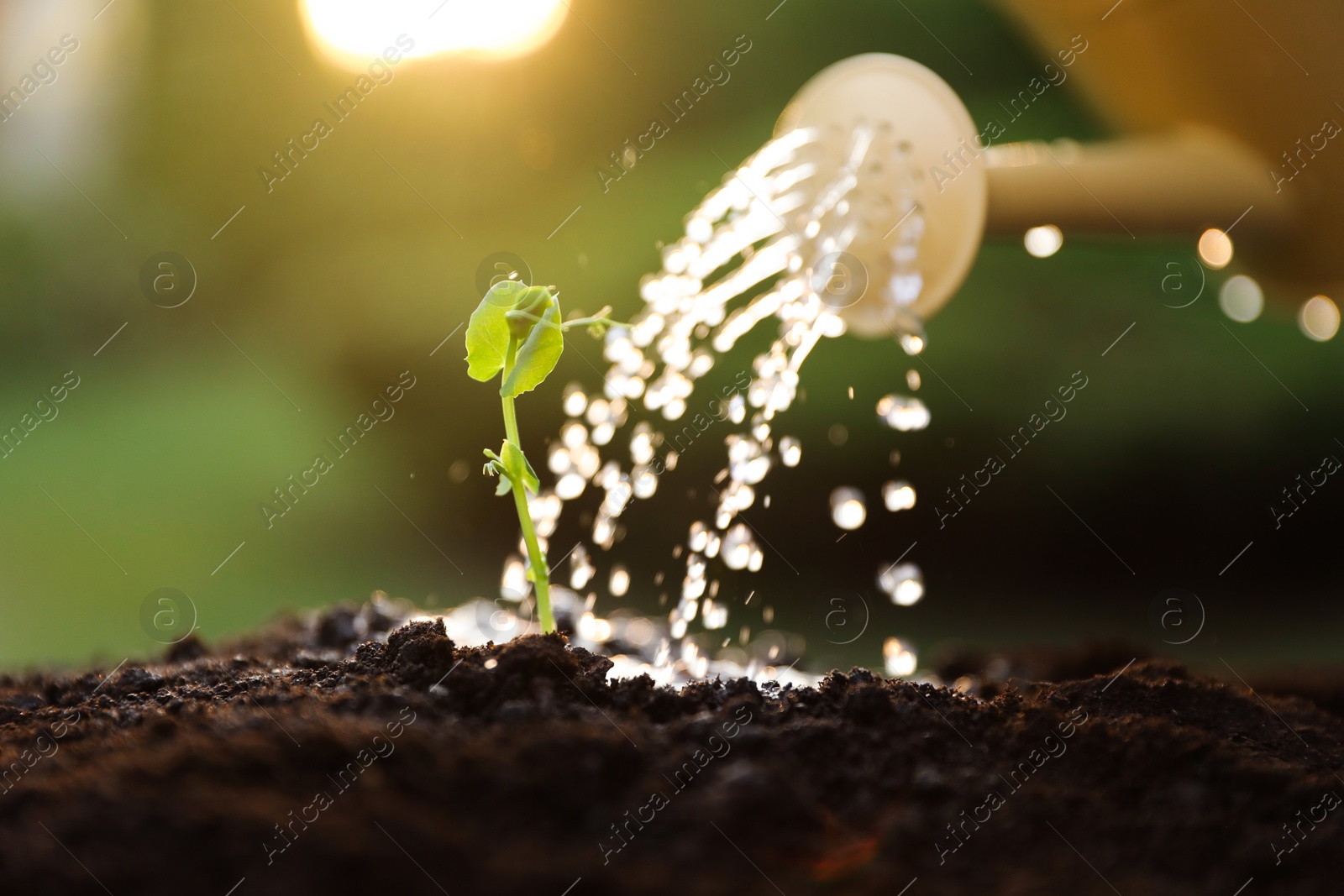 Photo of Watering young seedling with can outdoors, closeup