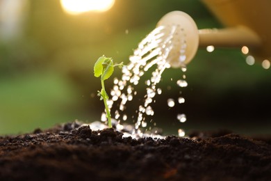 Photo of Watering young seedling with can outdoors, closeup